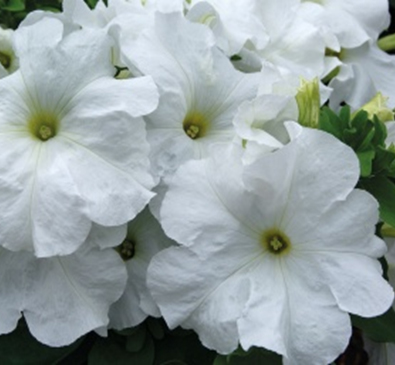 петуния крупноцветковая генетически компактная     petunia grandiflora